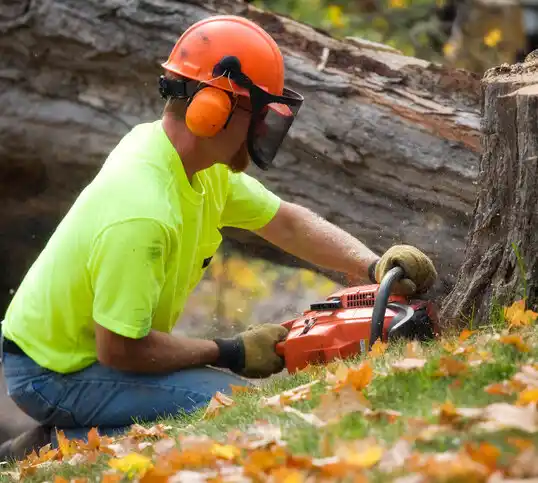 tree services Girard